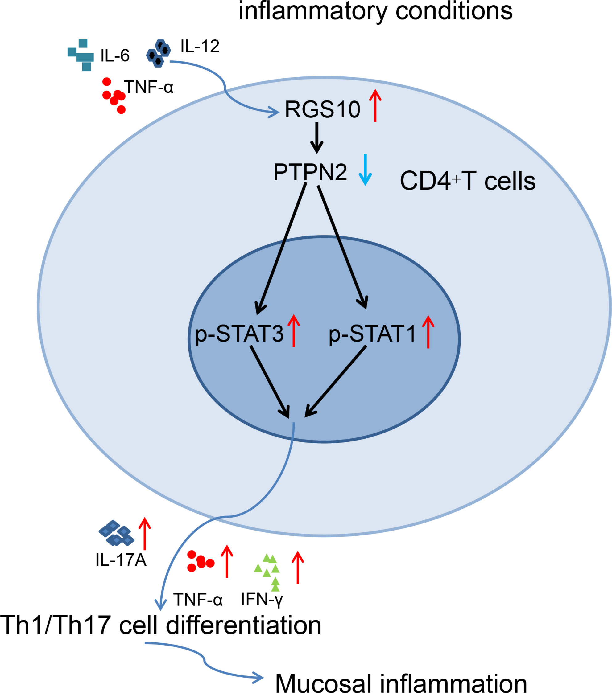 RGS10 Deficiency Alleviated Intestinal Mucosal Inflammation Through Suppression of Th1/Th17 Cell Immune Responses in Ulcerative Colitis