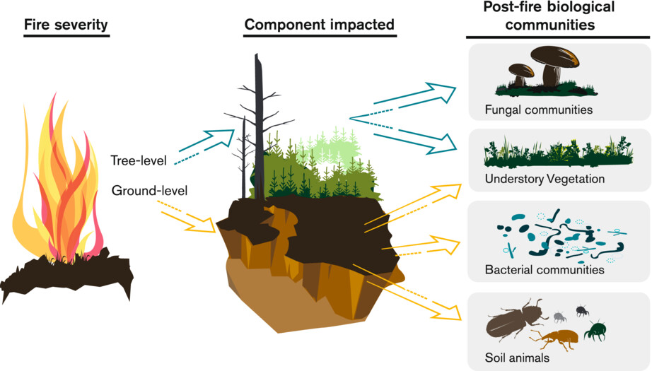 Fire severity as a key determinant of aboveground and belowground biological community recovery in managed even-aged boreal forests