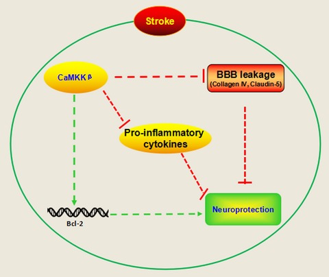 Calcium/calmodulin-dependent protein kinase kinase β is neuroprotective in stroke in aged mice