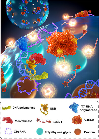 Droplets Cas13a-RPA measurement delineates potential role for plasma circWDR37 in colorectal cancer Issue 1, 2025