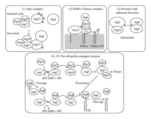 Details are in the caption following the image Details are in the caption following the image