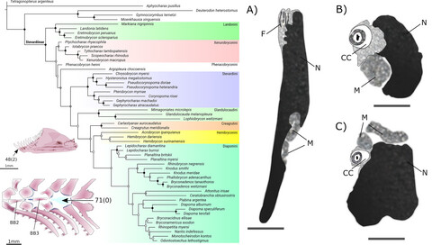 Testing the phylogenetic hypotheses of Stevardiinae Gill, 1858 in light of new phenotypic data (Teleostei: Characidae)