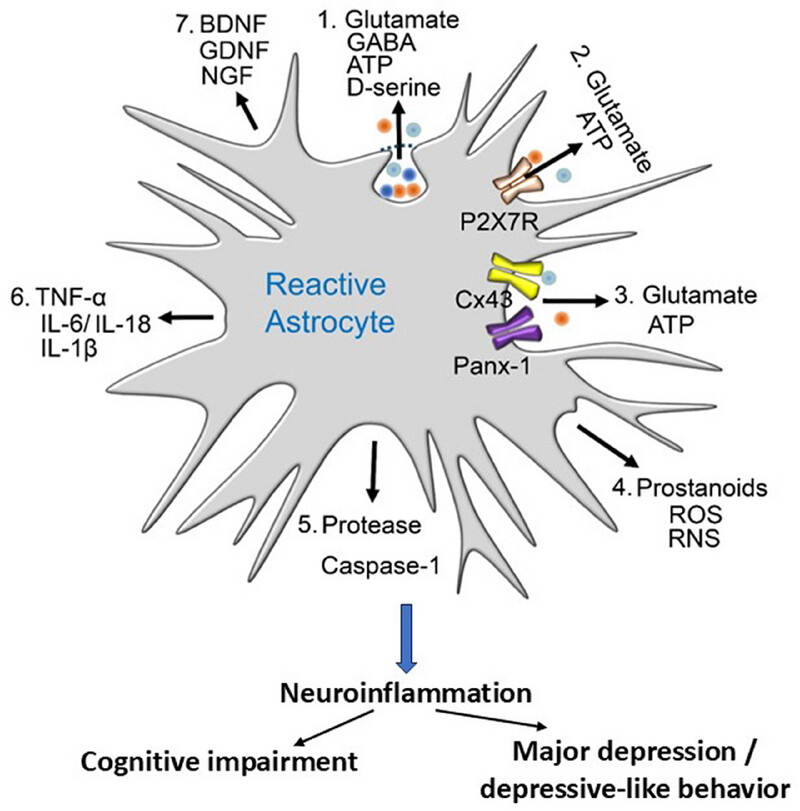 Dysregulation of Astrocytic ATP/Adenosine Release in the Hippocampus Cause Cognitive and Affective Disorders: Molecular Mechanisms, Diagnosis, and Therapy