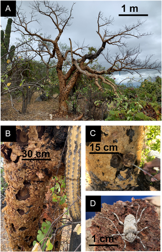 Details are in the caption following the image