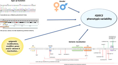 IQSEC2 disorder: A new disease entity or a Rett spectrum continuum?