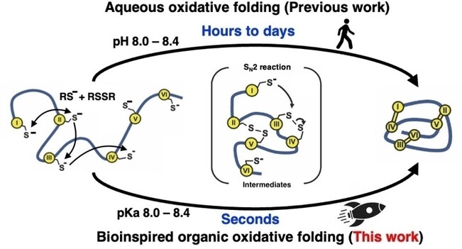 Ultrafast Biomimetic Oxidative Folding of Cysteine-rich Peptides and Microproteins in Organic Solvents