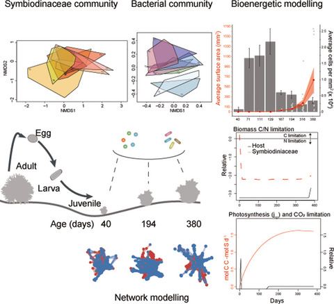 Co-dynamics of Symbiodiniaceae and bacterial populations during the first year of symbiosis with Acropora tenuis juveniles