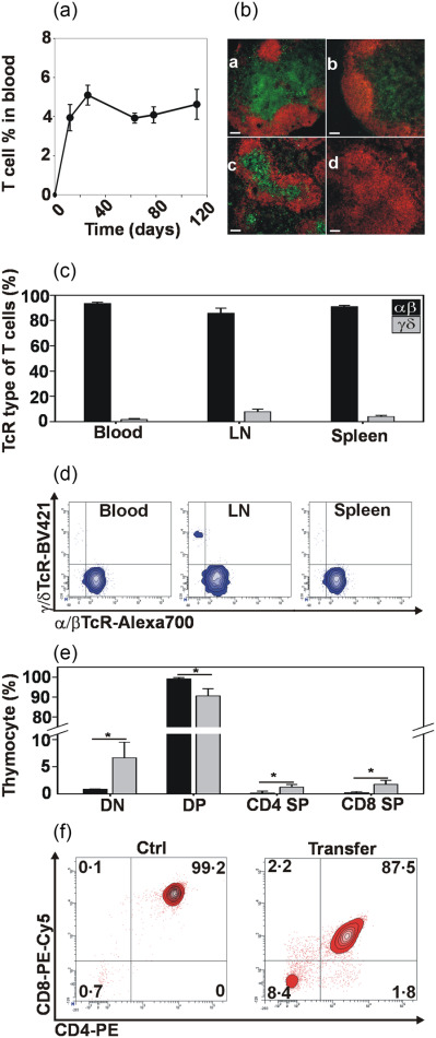 Correction of T cell deficiency in ZAP-70 knock-out mice by simple intraperitoneal adoptive transfer of thymocytes
