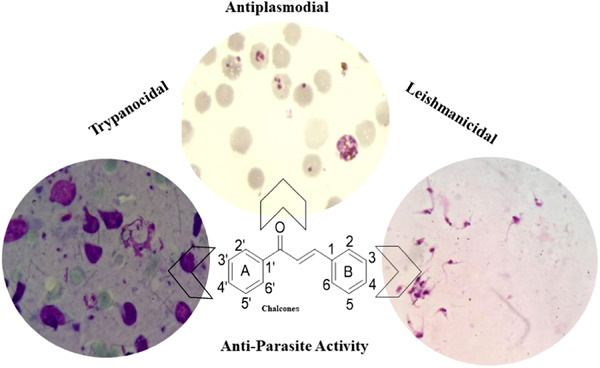 Effect of substituents in the A and B rings of chalcones on antiparasite activity