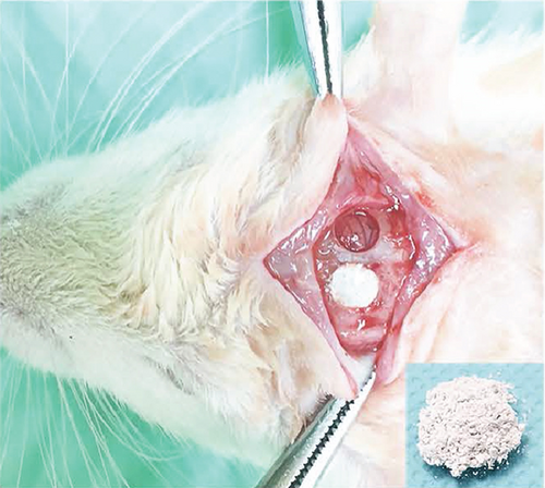 Details are in the caption following the image Details are in the caption following the image