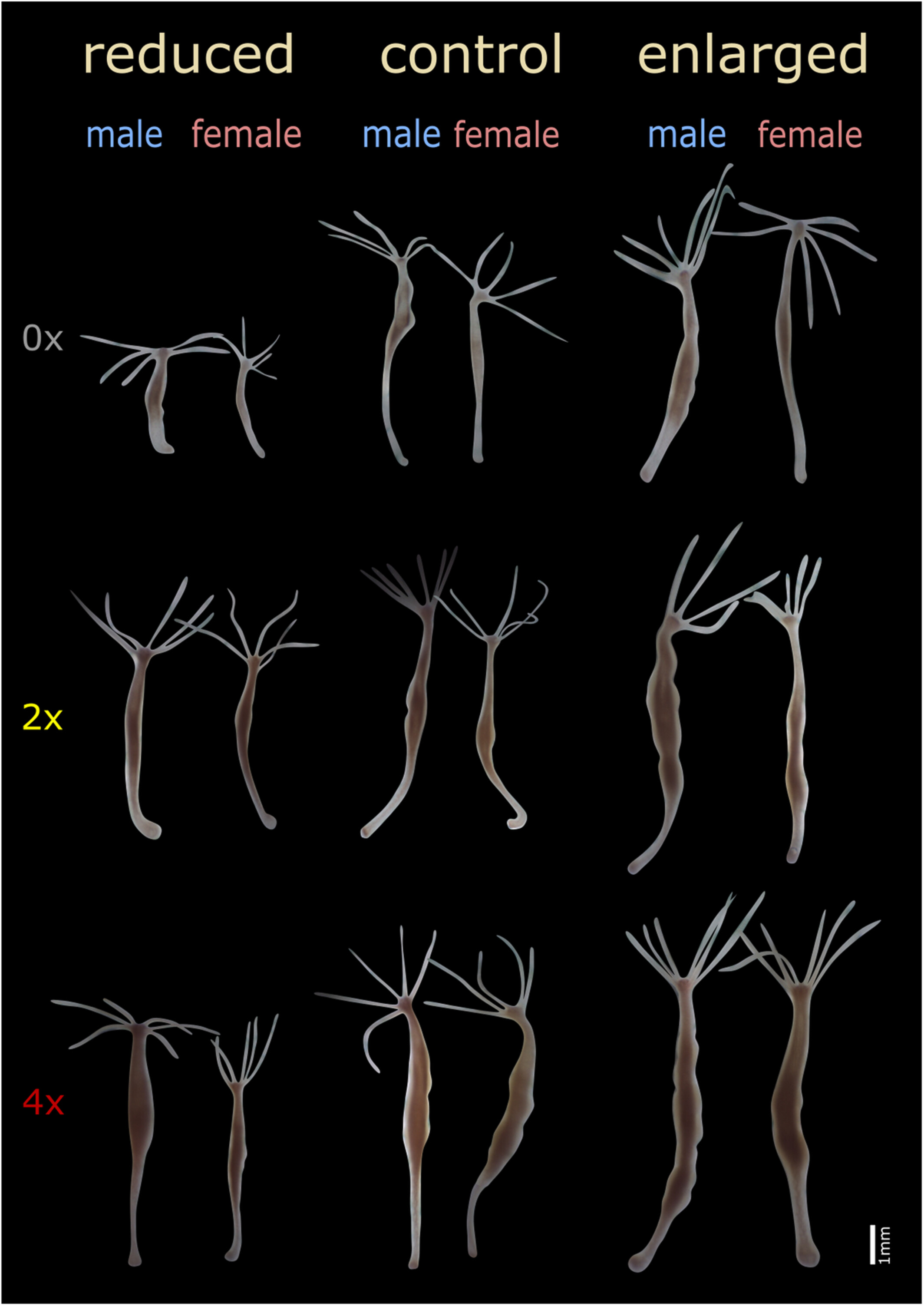 Resource availability modulates the effect of body size on reproductive development