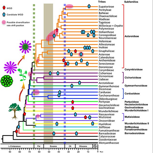 Phylotranscriptomic insights into Asteraceae diversity, polyploidy, and morphological innovation