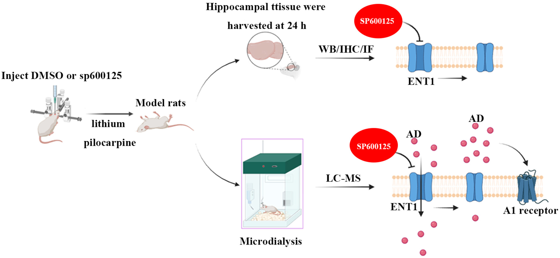 The JNK Signaling Pathway Regulates Seizures Through ENT1 in Pilocarpine-Induced Epilepsy Rat Model