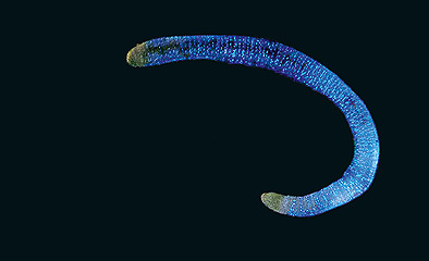 Biolumineszenz – Teil 1: Terrestrische Biolumineszenz