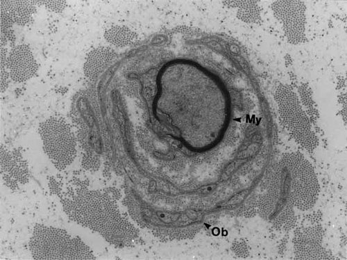 Details are in the caption following the image