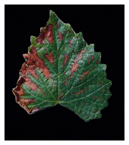 Details are in the caption following the image Details are in the caption following the image
