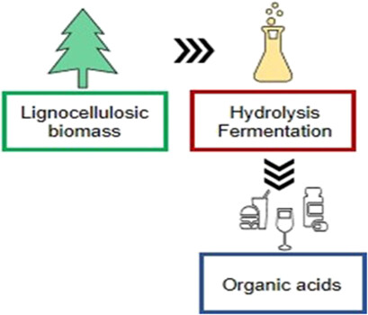 Fungal-Based Biorefinery: From Renewable Resources to Organic Acids