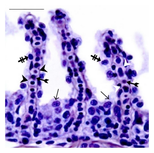 Details are in the caption following the image