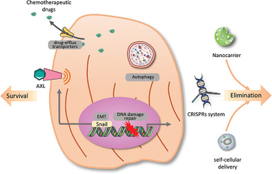 The role of non-coding RNAs in drug resistance of oral squamous cell carcinoma and therapeutic potential
