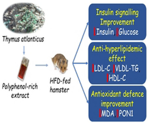 Effect of supplementation with polyphenol extract of Thymus atlanticus on paraoxonase-1 activity, insulin resistance, and lipid profile in high-fat diet-fed hamsters