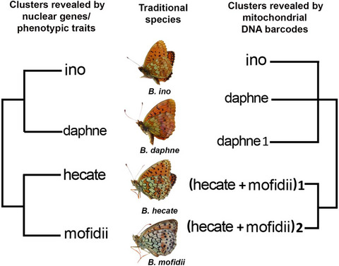 Nuclear genes (but not mitochondrial DNA barcodes) reveal real species: Evidence from the Brenthis fritillary butterflies (Lepidoptera, Nymphalidae)