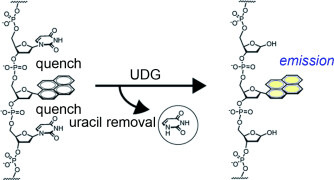Direct Fluorescence Monitoring of DNA Base Excision Repair