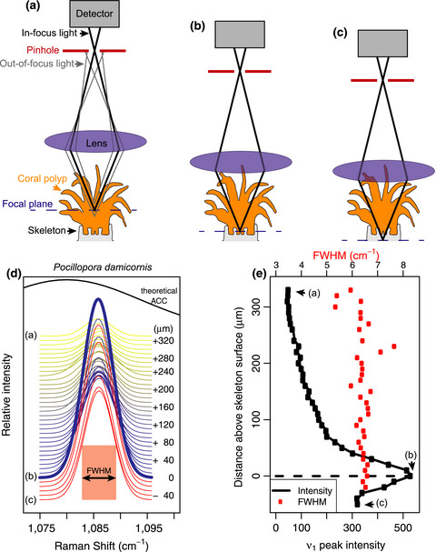 Investigating marine bio-calcification mechanisms in a changing ocean with in vivo and high-resolution ex vivo Raman spectroscopy