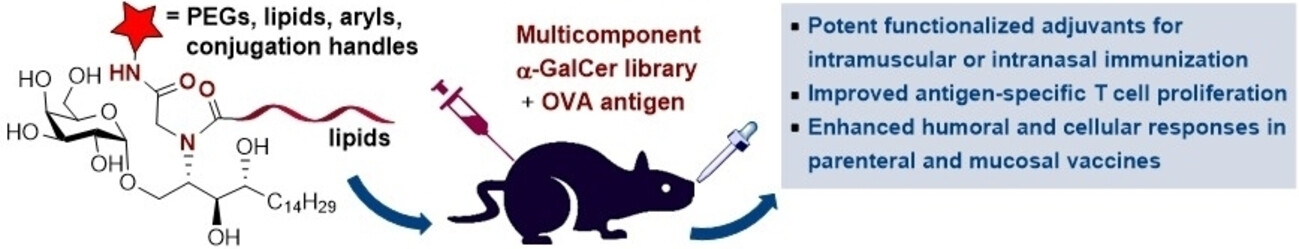 Diversification of a Novel α-Galactosyl Ceramide Hotspot Boosts the Adjuvant Properties in Parenteral and Mucosal Vaccines