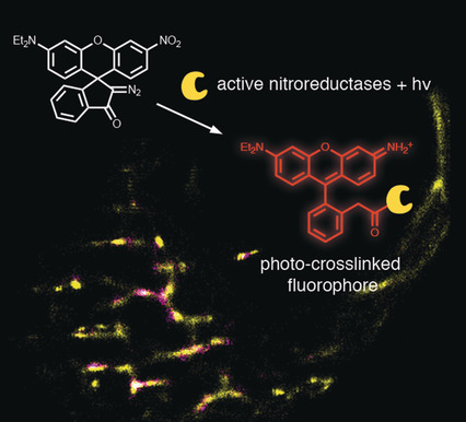 Single-Molecule Imaging of Active Mitochondrial Nitroreductases Using a Photo-Crosslinking Fluorescent Sensor