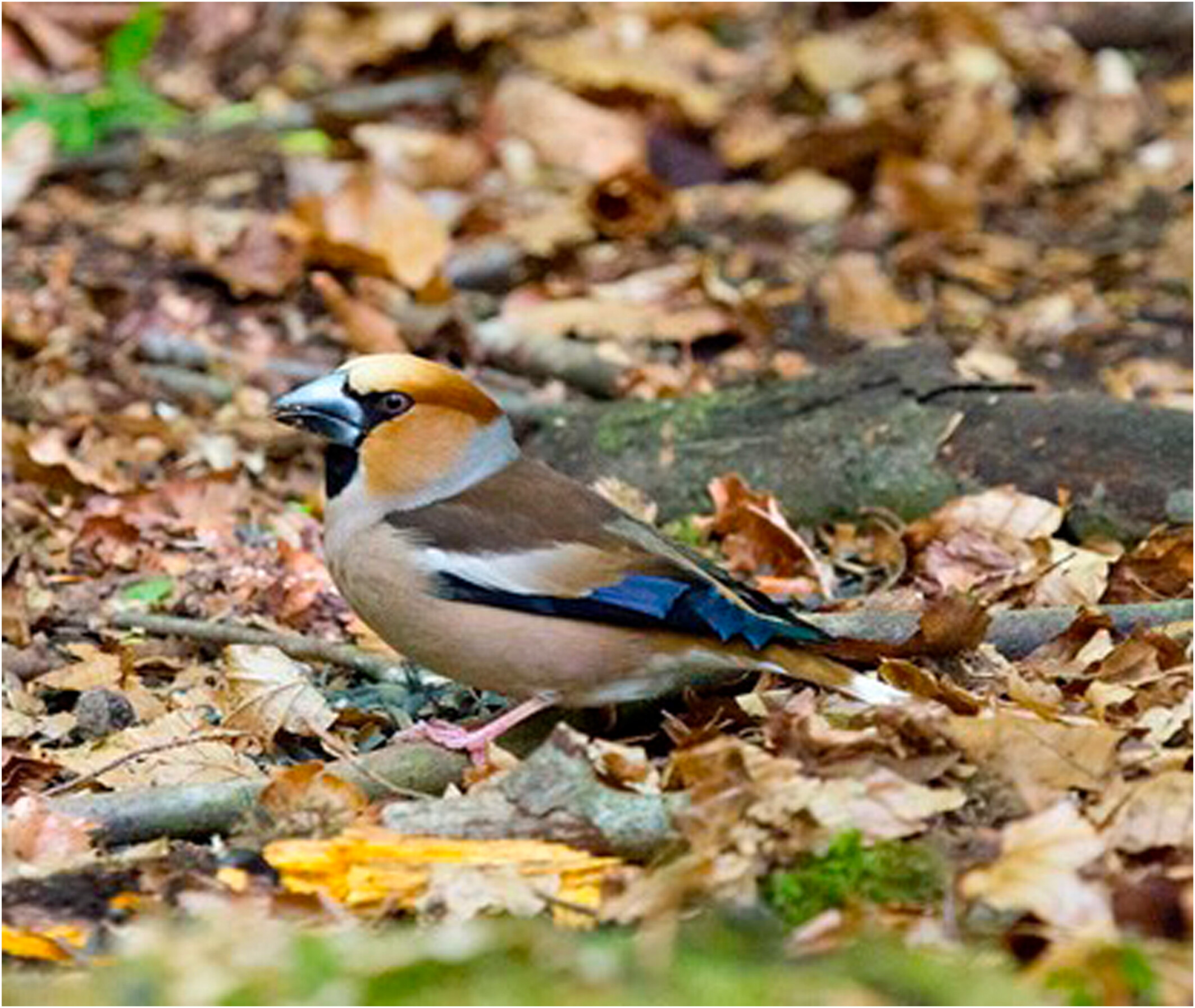 Multi-marker DNA metabarcoding reveals spatial and sexual variation in the diet of a scarce woodland bird