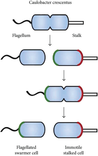 Details are in the caption following the image