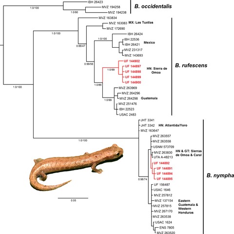 Microsympatry in cryptic lowland salamanders (Caudata: Plethodontidae: Bolitoglossa subgenus Nanotriton) from north-western Honduras: implications for taxonomy and regional biogeography