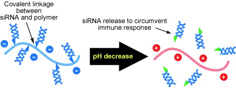 Acidic pH-Responsive siRNA Conjugate for Reversible Carrier Stability and Accelerated Endosomal Escape with Reduced IFNα-Associated Immune Response