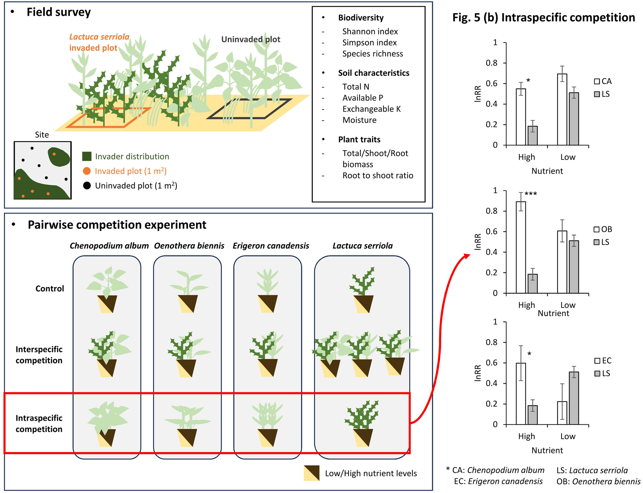 Inter- and Intraspecific Competition in Invasive Lactuca serriola and Co-Occurring Weedy Plant Species