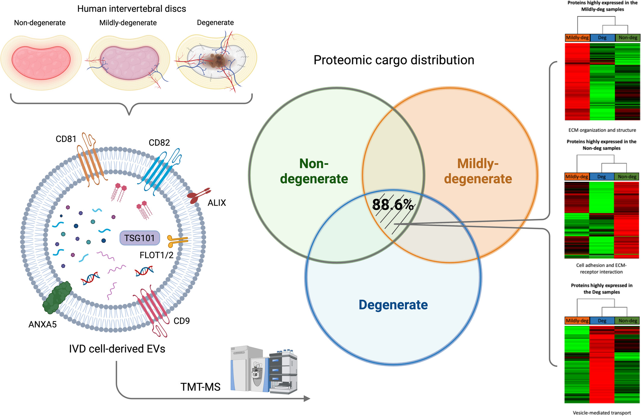The proteomic landscape of extracellular vesicles derived from human intervertebral disc cells