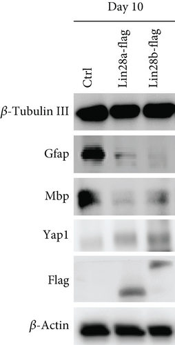 Details are in the caption following the image