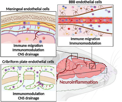 Regulation of autoimmune-mediated neuroinflammation by endothelial cells