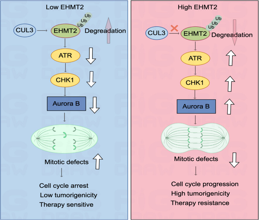 EHMT2-mediated R-loop formation promotes the malignant progression of prostate cancer via activating Aurora B