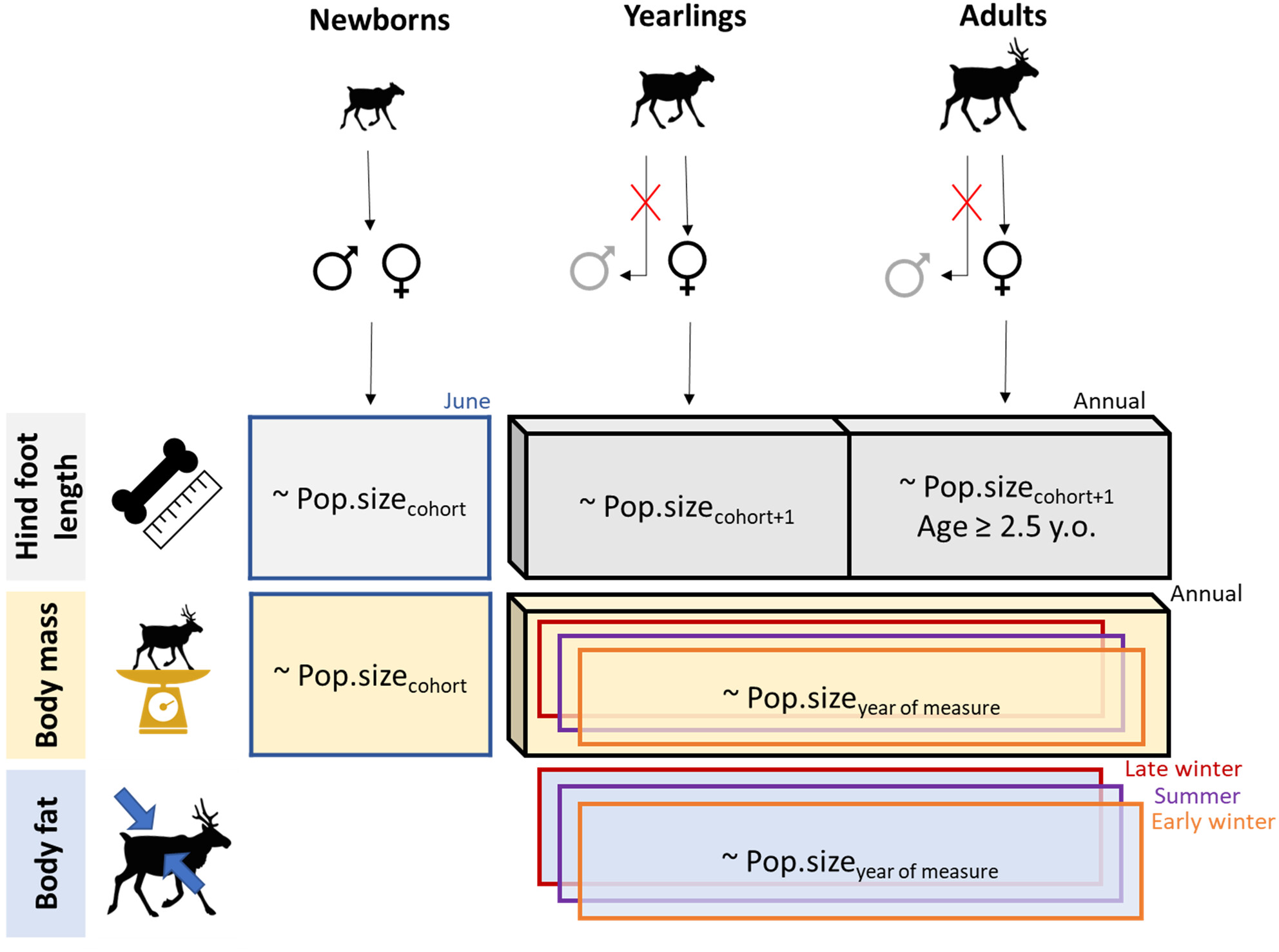 Morphological Traits Are Not Consistently Related to Population Size in Four Migratory Caribou Populations Across North America