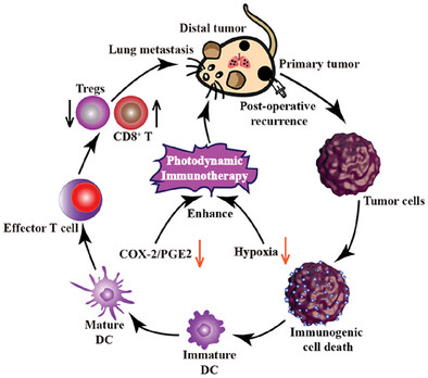A Self-Amplifying Photodynamic Biomedicine for Cascade Immune Activation Against Triple-Negative Breast Cancer