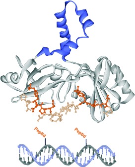 DNA as a Molecular Ruler: Interrogation of a Tandem SH2 Domain with Self-Assembled, Bivalent DNA–Peptide Complexes