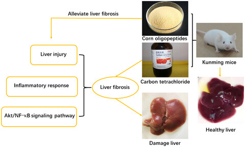 Corn oligopeptides inhibit Akt/NF-κB signaling pathway and inflammatory factors to ameliorate CCl4-induced hepatic fibrosis in mice