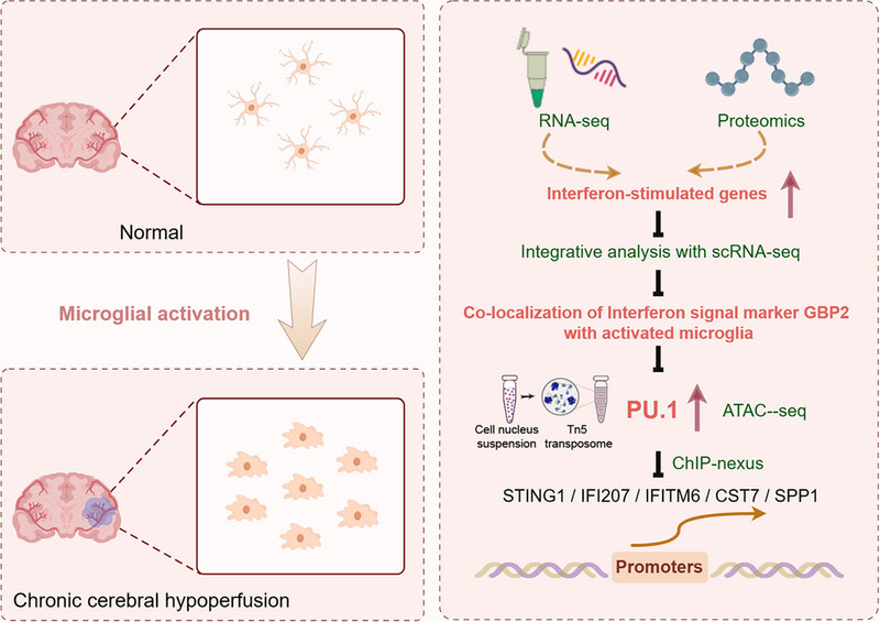 Integrative Multiomics Profiling of Mouse Hippocampus Reveals Transcriptional Upregulation of Interferon-Stimulated Genes Through PU.1 Regulator in Microglial Activation Induced by Chronic Cerebral Hypoperfusion