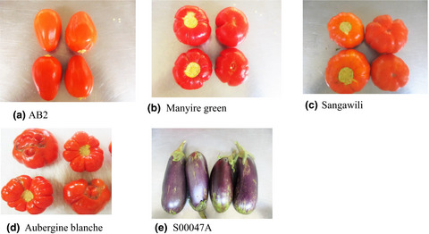 Effect of drying methods on the retention of bioactive compounds in African eggplant