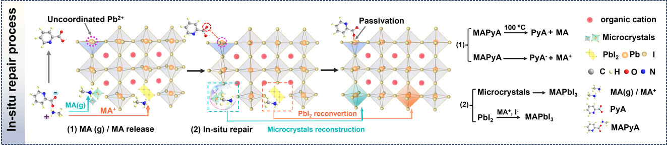 Amine-releasable Mediator In situ Repair Perovskites for Efficient and Stable Perovskite Solar Cells