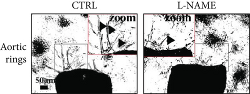 Details are in the caption following the image