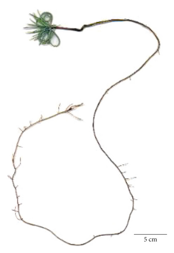 Details are in the caption following the image