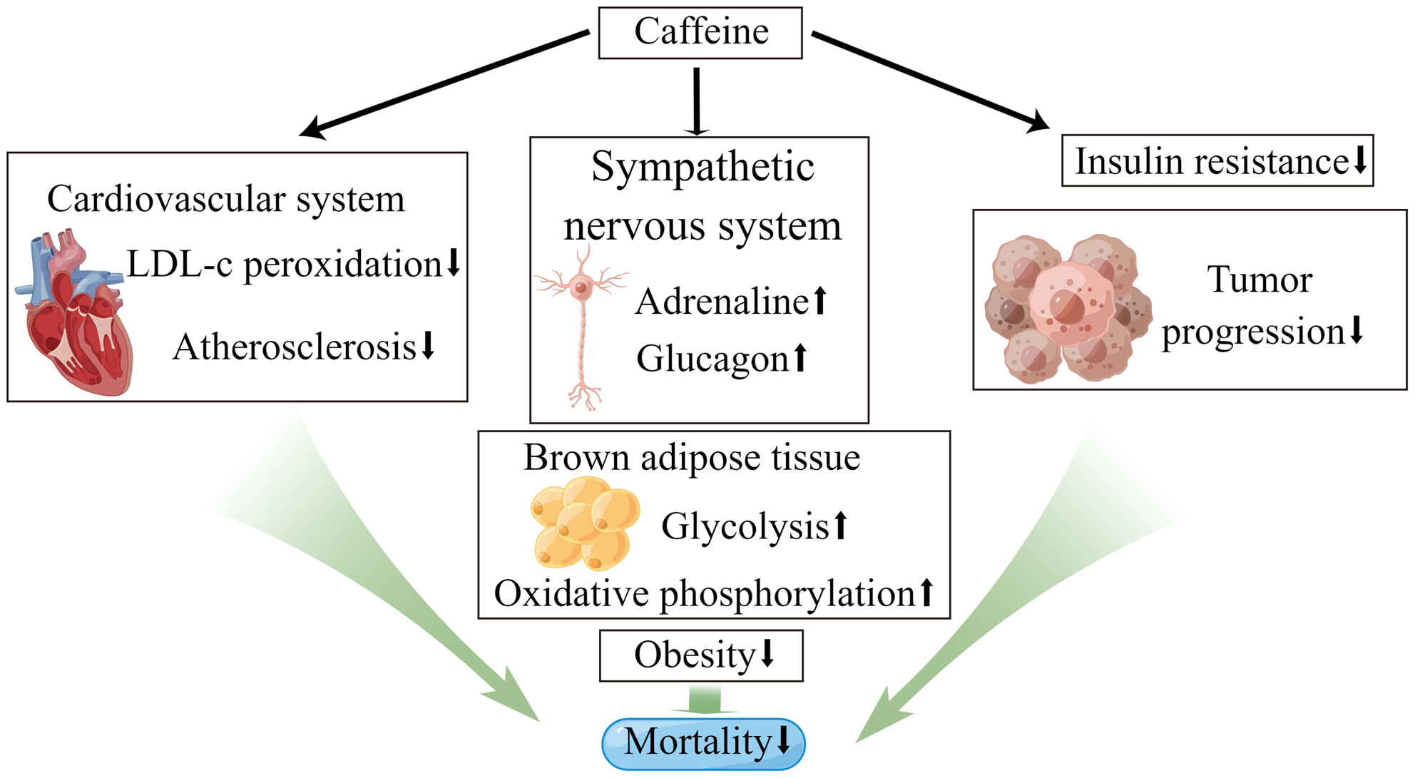 Association of caffeine consumption with all-cause and cause-specific mortality in adult Americans with hypertension