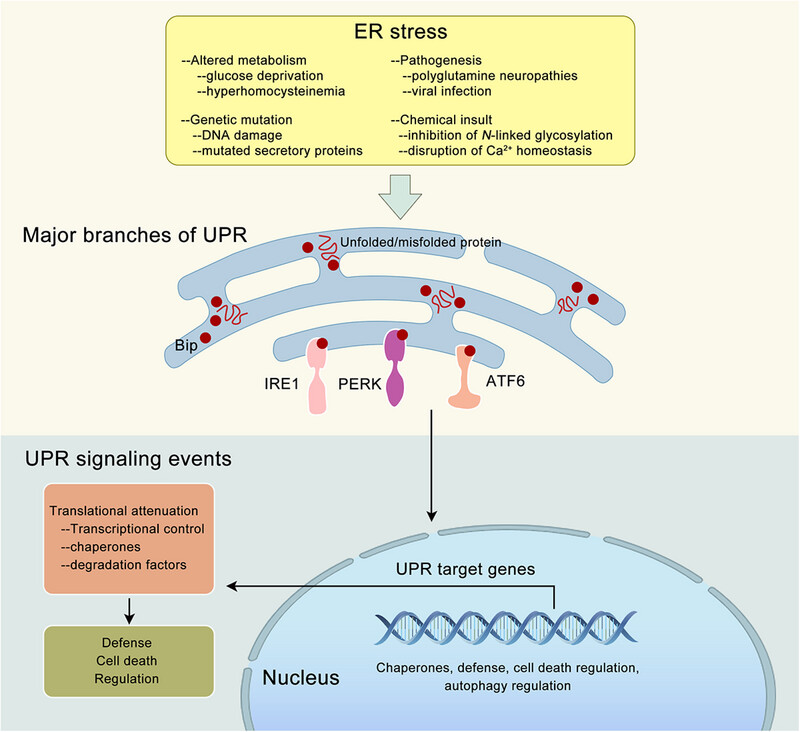 Endoplasmic reticulum stress in diseases