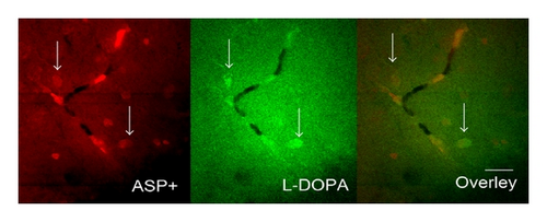 Details are in the caption following the image Details are in the caption following the image
